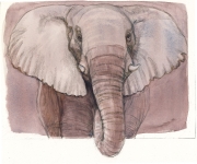 African Elephant