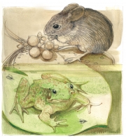 The Mouse & the Frog